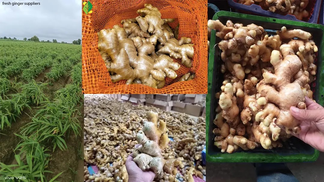 Unveiling the World of Ginger Suppliers: From Farms to Your Kitchen