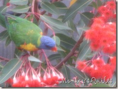 Parrots on Red Flowering Gum 2