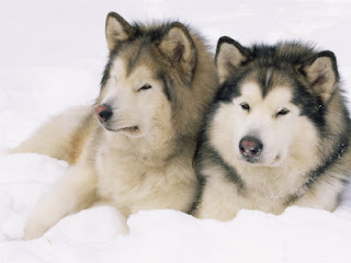 alaskan malamute dog pets puppy puppies picture species breeds