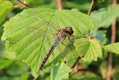 Glassnijder - Maitiidsbiter - Brachytron pratense