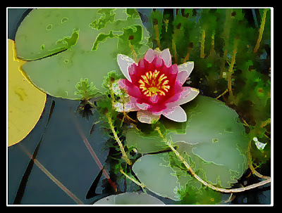 lilypad