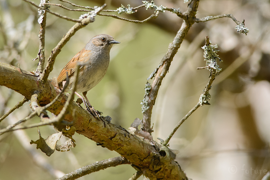 Võsaraat, Prunella modularis, Dunnock, Hedge Accentor, Hedgesparrow, Sparrow, Dykie, European