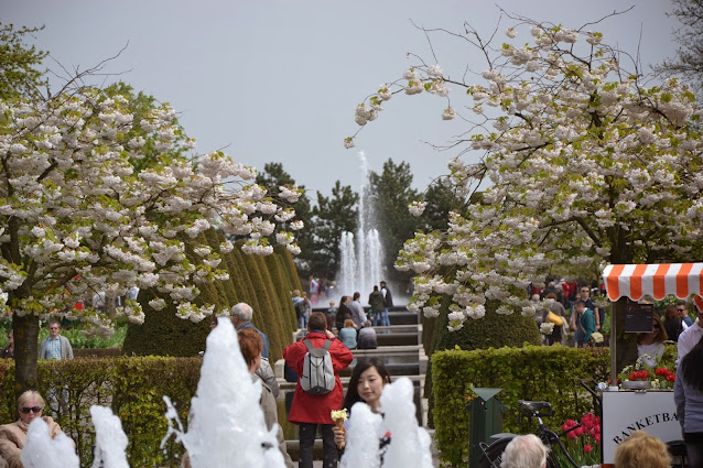 Holandia – tulipanowy raj czyli ogród Keukenhof