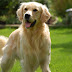 Golden Retriever Wallpapers