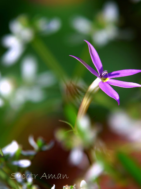 Isotoma axillaris