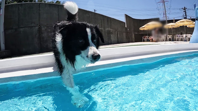 保護犬 ボーダーコリー トーマ ハイランドドッグヤード