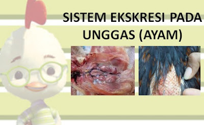 SISTEM EKSKRESI PADA UNGGAS (AYAM)