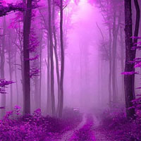 BIG Soothing Purple Forest Escape