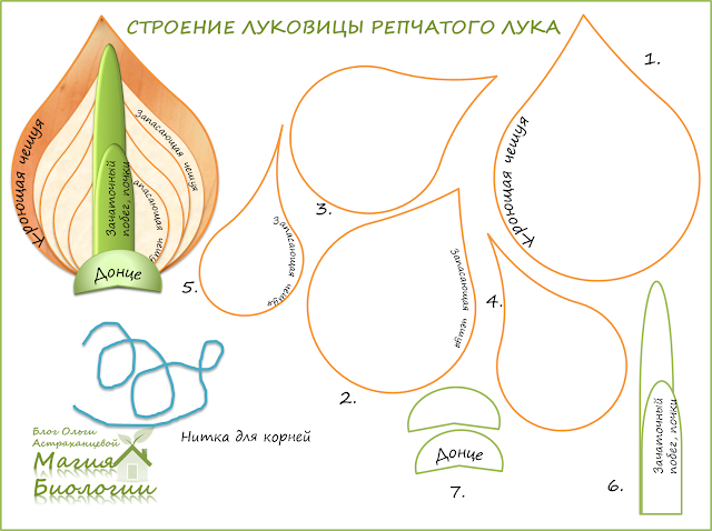 строение-луковицы-модель-распечатка