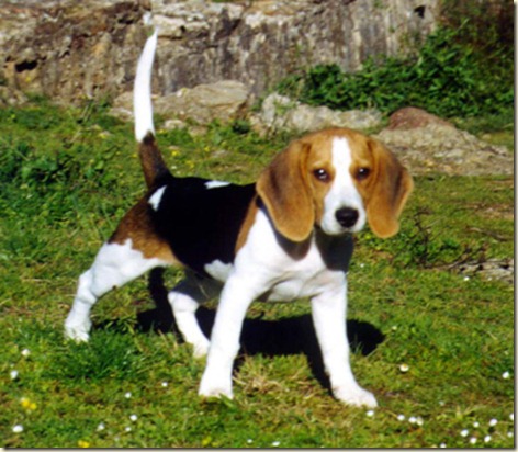 Adiestramiento de perros beagle
