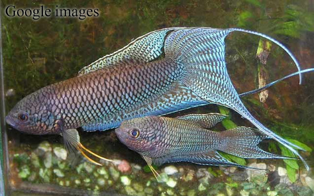 Macropodus Erythropterus - Red-backed Paradise Fish