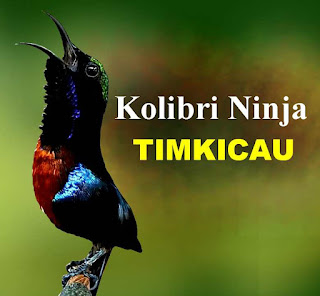 Kolibri ninja atau yang sering disebut KONIN ini merupakan spesies burung pengicau dari keluarga Nectariniidae 