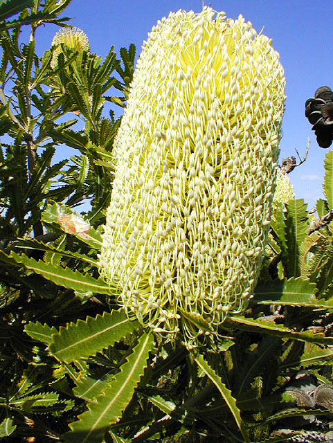 Saw Banksia Banksia serrata, New South Wales, Australia. Photo by Loire Valley Time Travel.