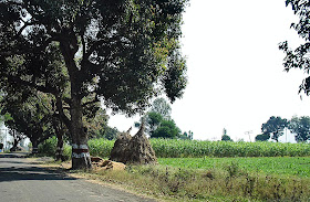 sugarcane growing next to road