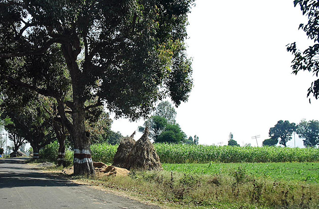 sugarcane growing next to road