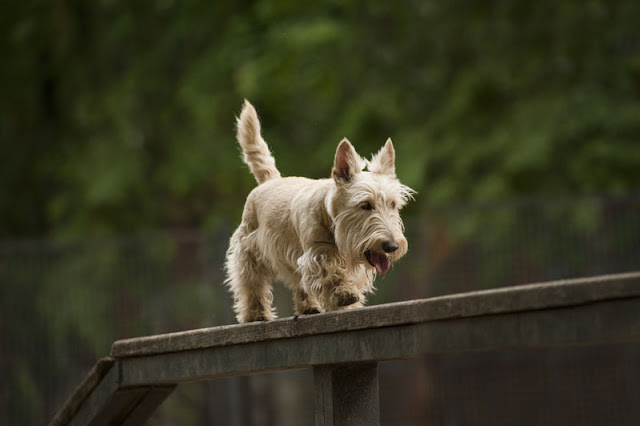 A Scottish Terrier balances on a beam