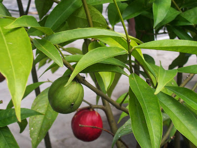 Manfaat Daun Mahkota Dewa Untuk Berbagai Penyakit