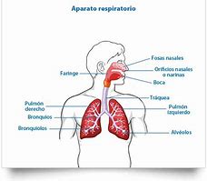 http://www.ceiploreto.es/sugerencias/averroes/manuelperez/udidacticas/udanatomia/respiratorio/entrada/entrada.htm