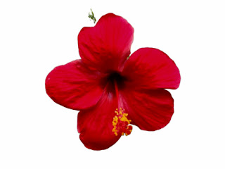 Hibiscus Flower