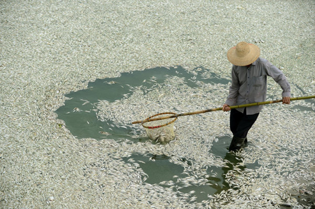 A resident of Wuhan, China, cleared dead fish from the Fu River on Tuesday, 3 September 2013. Tests showed extremely high levels of ammonia downstream from a chemical plant. Agence France-Presse / Getty Images