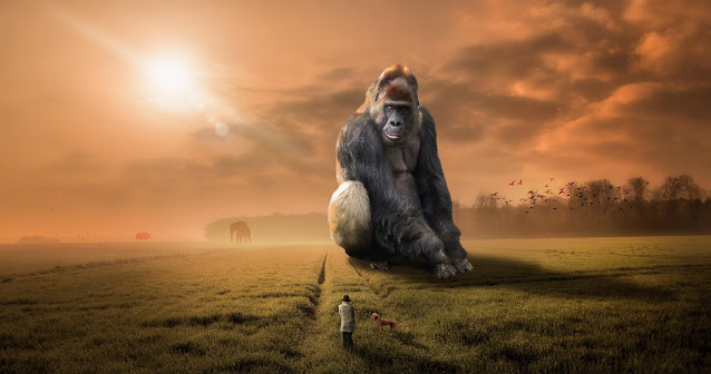 Gorilla HD Wallpaper