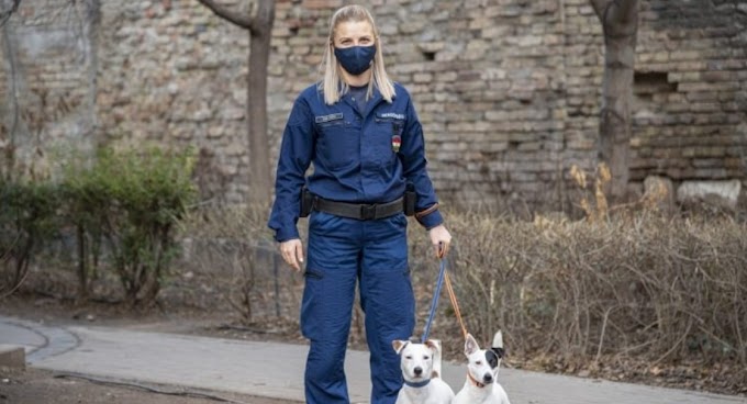  Kutyáit sétáltató józsefvárosi rendőrnő buktatott le egy körözött nőt 