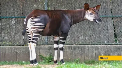 Okapi