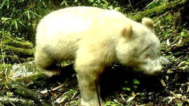 UNICO: nessun panda albino è mai stato fotografato prima