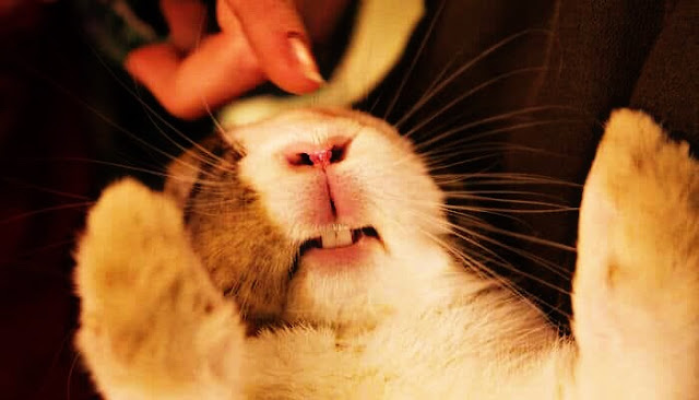 cuidado de los dientes de un conejo