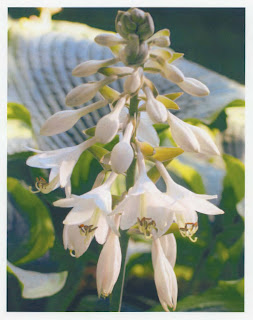 Hosta plant named 'Eclipse'