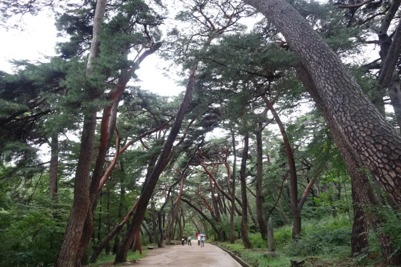 가장 아름다운 숲으로 경남 양산시 통도사 무풍한송길을 선정