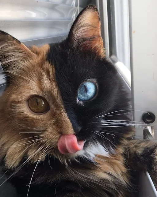 Introducing-Quimera-the-Breathtaking-Feline-with-T͏wo͏-D͏i͏ffe͏r͏e͏n͏t͏-Fa͏c͏e͏s͏-cats-stories