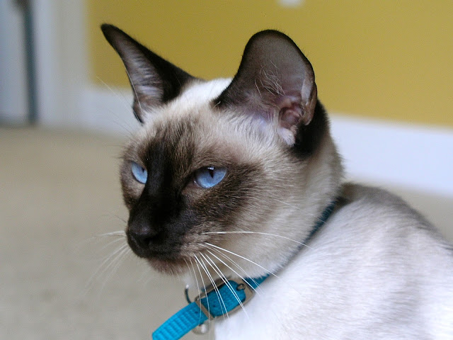 Carolina Blues Cattery Siamese Kittens for Sale