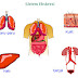Cara Mudah Mengingat Bagian-Bagian Sistem Eksresi Pada Manusia