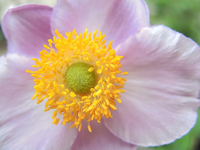 de mooiste foto's uit mijn tuintje - juli 2016