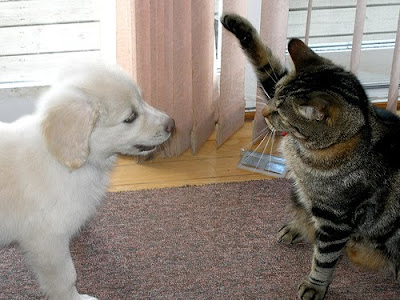 cat high hi five