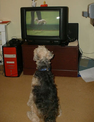 Pets watching TV Seen On www.coolpicturegallery.us