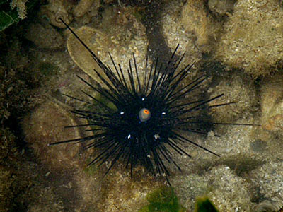 Black Long-spined Sea Urchin (Diadema setosum)