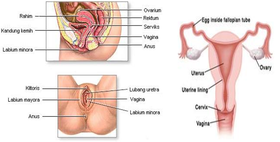 Konsep Terpopuler 18+ Mengenal Alat Kelamin Wanita