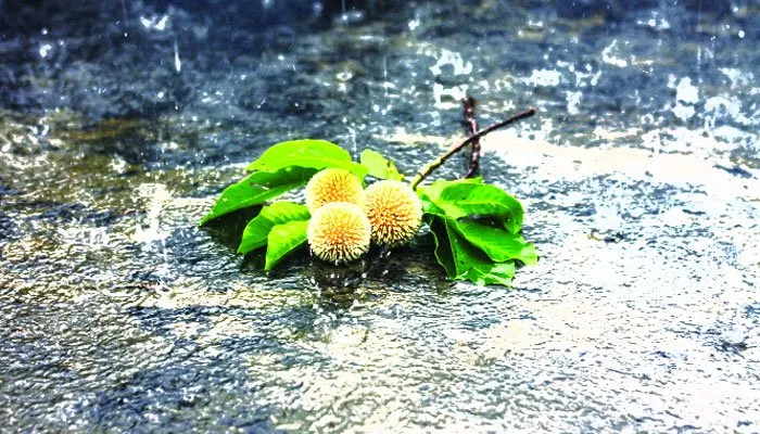 Rain Wet Step Flower Images - Step Flower Images, Picture Download - step flower - NeotericIT.com