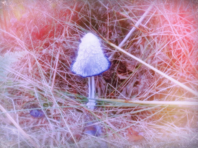 epping forest mushroom