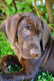 xeno, deutschkurzhaar, dkh, jagdhund, vorstehhund, gsp, germanshorthairedpointer, germanshorthairpointer, germanshorthair, gundog, huntingdog, dog, best friend, pet, hund, haustier, bester freund, pfoten, xenobiophilia, lifestyleblog