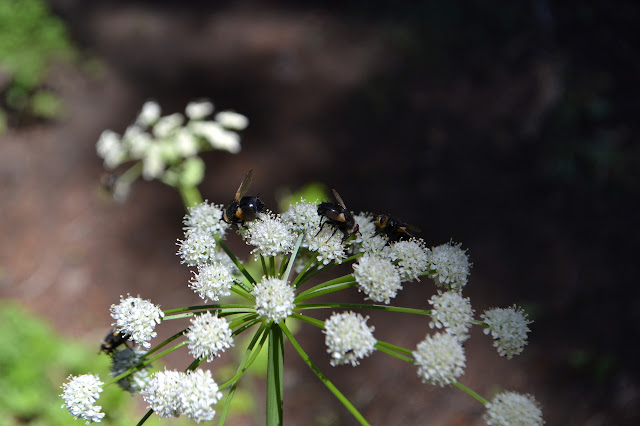 flies pollinating puffy white flowers
