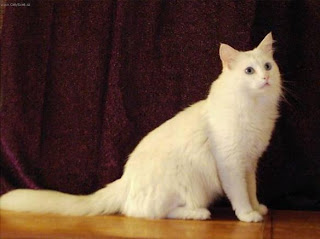 turkish angora information pet cats photo