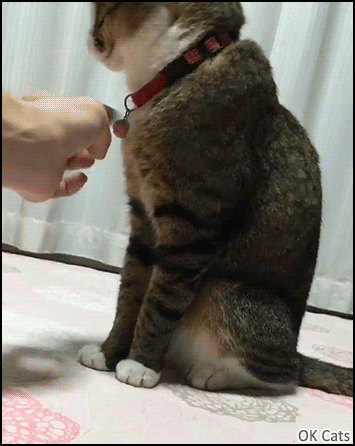 Funny Cat GIF • Serious Cat does not want his human touch his collar bell. “I said NO!” 2-2 [ok-cats.com]