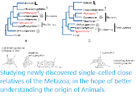 https://sciencythoughts.blogspot.com/2020/05/studying-newly-discovered-single-celled.html