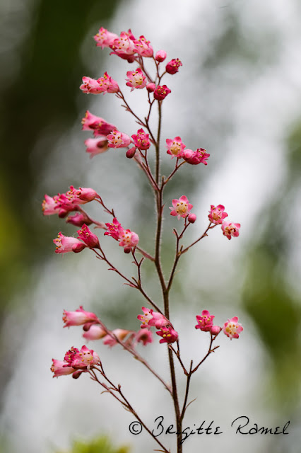 Variations sur thème de fleur