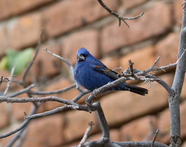 Blue Grosbeak - Dry Tortugas, Florida