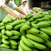 LCD FRUIT Cavendish Banana supplier how we export our Banana