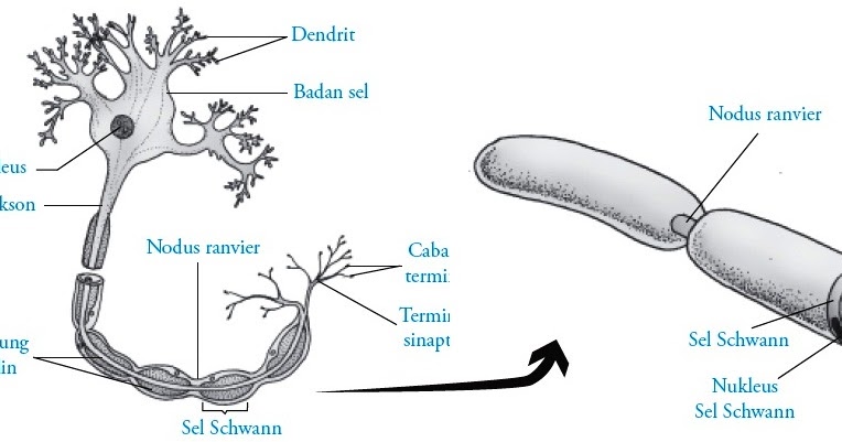 Sel Saraf (Neuron) pada Manusia